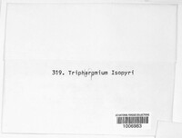 Triphragmiopsis isopyri image